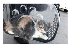 Transparent Pet Backpack